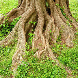 Tree Trunk With Exposed Roots by Travelif