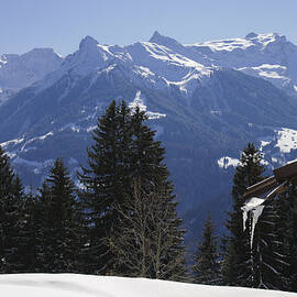 Trees and mountains in winter by Matthias Hauser