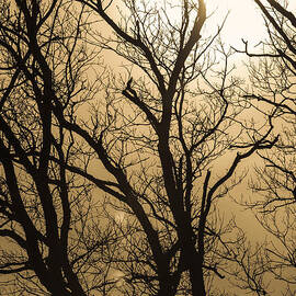 Trees by Bryan Bzdula