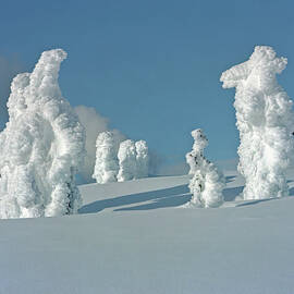 Trees Covered In Snow On A Mountain by Brian Caissie