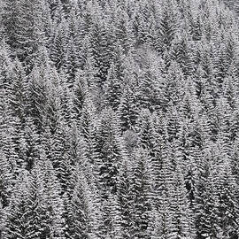 Trees covered with snow by Matthias Hauser