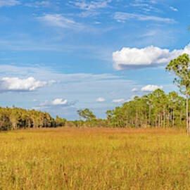 Trees In A Forest, Corkscrew Swamp by Panoramic Images