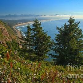 Trees On The Cliffs by Adam Jewell
