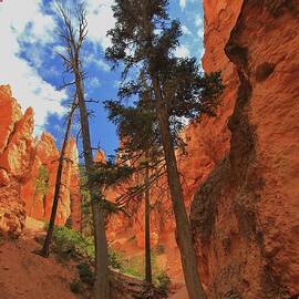 Trees on The Trail Bryce Canyon. by Mo Barton