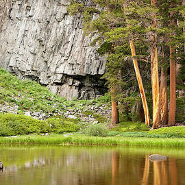 Trees Reflected In High Sierra Spring by Josh Miller