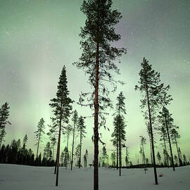 Trees With Aurora Borealis by Justinreznick