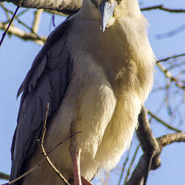 Triple Crowned Night Heron