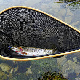 Trout In Net At Alpine Lake by David Epperson