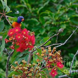 True Aussie Nature by Kaye Menner by Kaye Menner