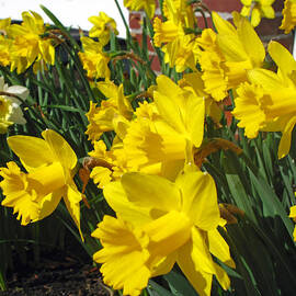 Trumpeters of Spring