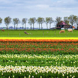 Tulip Fields In Bloom In Early Spring by Jason Langley