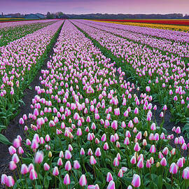 Tulip Fields In The Netherlands At Dusk by Peter Zelei Images