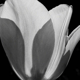 Tulip in Black and White