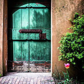 Tulip In Front Of A Wooden Mysterious by Ardenvis