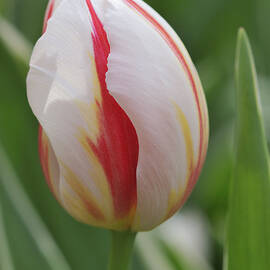 Tulip by Matthias Hauser