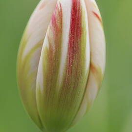 Tulip red and white in spring