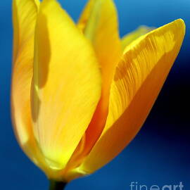 Tulip Shadows by Carol Komassa