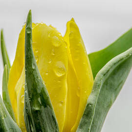 Tulip The Flower by David Haskett II