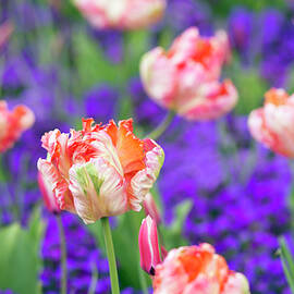Tulipa 'apricot Parrot' Flowers by Science Photo Library