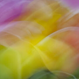 Tulips Abstract