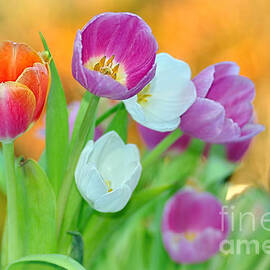 Tulips on Soft Autumn Bokeh by Kaye Menner