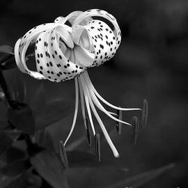 Turk's Cap Lily in Black and White by Lee Craig
