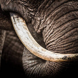 tusks and trunk by Mike Gaudaur