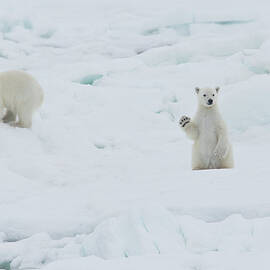 Twin Baby Polar Bear Cubs, One Waving by Darrell Gulin