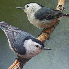 Twin Nuthatches