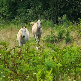 two appaloosa horses  by Flees Photos