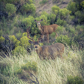 Two Deer Standing In A Field Of Grass by Whit Richardson