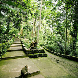 Two Monkeys On Path by Jen Judge