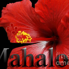 Ula Anoano Hanohano Red Tropical Hibiscus Mahalo