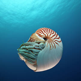 Underwater View Of Chambered Nautilus by Reinhard Dirscherl