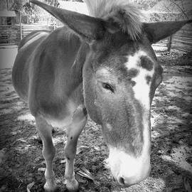 Up Close Mule