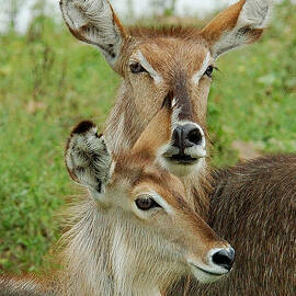 Up Close The Waterbuck Mother And Daughter by Judith Meintjes