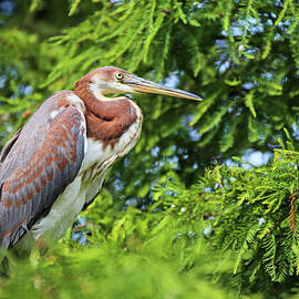 Up In A Tree by Daniela Duncan