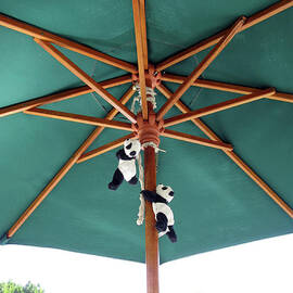 Up up we go. Pandas Under the Umbrella.