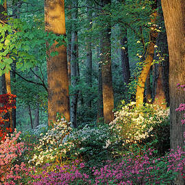 USA, Georgia, Callaway Gardens, Azalea by Jaynes Gallery