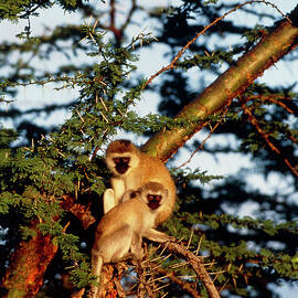 Vervet Monkeys (cercopithecus Aethiops) In A Tree by Science Photo Library