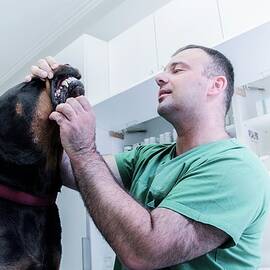 Vet Examining A Dog by Science Photo Library