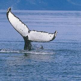 View Of A Humpback Whale Fluke In by Tom Soucek