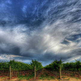 Vineyard Storm by Beth Sargent
