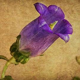 Vintage Purple Flower by Melissa Bittinger