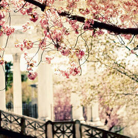 Grecian Garden by Jessica Jenney