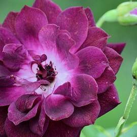 Violet Rose and Buds