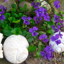 Violets And Seashells 