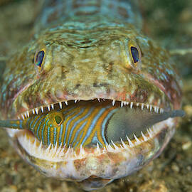 Voracious Lizardfish Predator by Jaynes Gallery