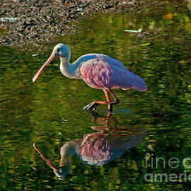 Wading Pink Spoonbill by Stephen Whalen