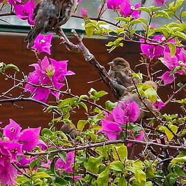Waikiki Sparrows In Bougainvillea